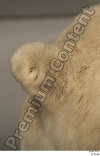 Polar bear ear 0008.jpg